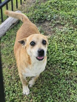 JUMBO -  Terrier Dog for Adoption in San Antonio, Texas - JUMBO | PetCurious