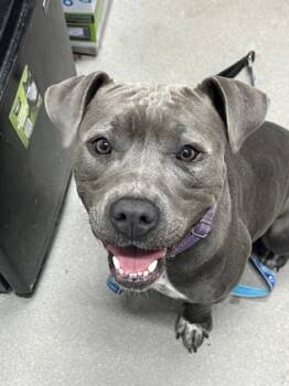 Rescue Mixed Breed Dogs for Adoption in West Chester, Pennsylvania - Maybelle | PetCurious