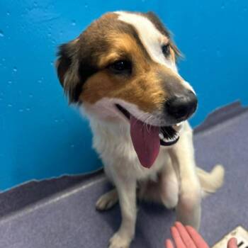 Mixed Breed Dogs Available for Adoption - Cheddy Mac | PetCurious