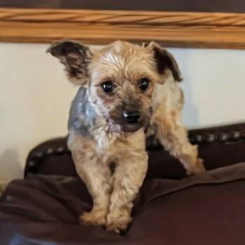 Lil Jess -  Yorkshire Terrier Dog for Adoption in Rochester, Minnesota - Lil Jess | PetCurious