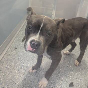 Pit Bull Terrier Dogs Available for Adoption in Charlottesville, Virginia - Jeb | PetCurious