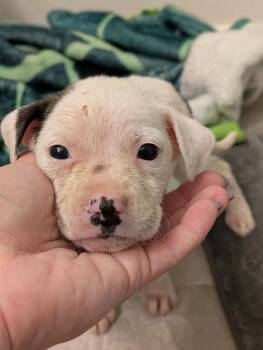 Opal -  Mixed Breed Dog for Adoption in Huntsville, Alabama - Opal | PetCurious