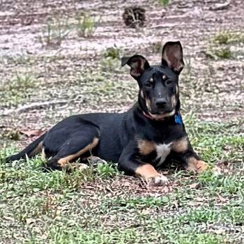 Zeus2 -  Shepherd and Terrier Dog for Adoption in Bloomfield, Connecticut - Zeus2 | PetCurious