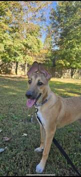 Rescue German Shepherd Dog Dogs for Adoption in Greeneville, Tennessee - Leia (7mo PUPPY) | PetCurious