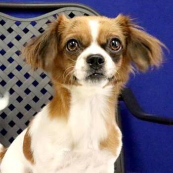 Lilo -  Cavalier King Charles Spaniel Dog for Adoption in Fort Davis, Texas - Lilo | PetCurious