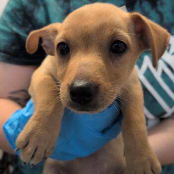 Irene -  Cairn Terrier and Chihuahua Dog for Adoption in Hattiesburg, Mississippi - Irene | PetCurious