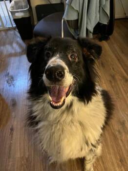 Rough Collie and Mixed Breed Dogs Available for Adoption - Jiro | PetCurious