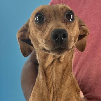 Charma - Local October 9-11 -  Dachshund Dog for Adoption in Brookshire, Texas - Charma - Local October 9-11 | PetCurious