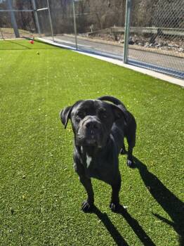 Terrier Dogs Available for Adoption - Frank | PetCurious