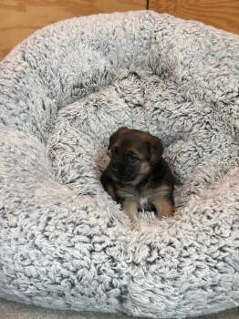 Belgian Shepherd Malinois and Labrador Retriever Dogs Available for Adoption in Jurupa Valley, California - Mushroom | PetCurious