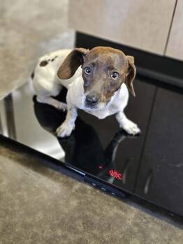 Found stray: Maple -  Dachshund Dog for Adoption in Rockwall, Texas - Found Stray: Maple | PetCurious