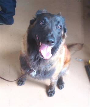 A274307 -  Belgian Shepherd Malinois Dog for Adoption in Chula Vista, California - A274307 | PetCurious