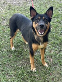 Rescue Shepherd Dogs for Adoption in Troy, Alabama - Mabel | PetCurious