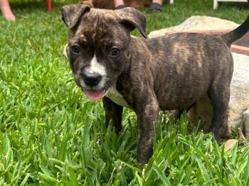 Enchilada -  Pit Bull Terrier Dog for Adoption in Austin, Texas - Enchilada | PetCurious