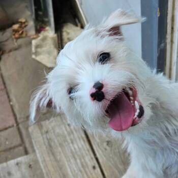 Colt -  Terrier Dog for Adoption in Greenfield, California - Colt | PetCurious