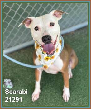 SCARABI -  Pit Bull Terrier and American Staffordshire Terrier Dog for Adoption in Marietta, Georgia - SCARABI | PetCurious