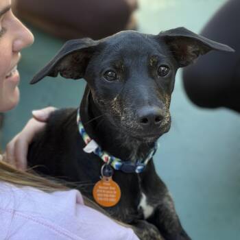 Gas -  Mixed Breed Dog for Adoption in Columbia, South Carolina - Gas | PetCurious