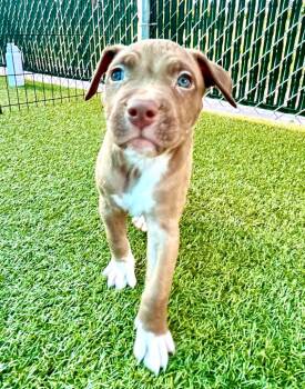 Beam -  American Bulldog and Mixed Breed Dog for Adoption in Cape Coral, Florida - Beam | PetCurious