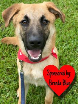 Shepherd Dogs Available for Adoption - Chip | PetCurious