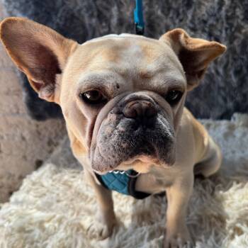 Rescue French Bulldog Dogs for Adoption in San Diego, California - Babo | PetCurious