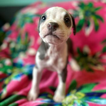 Cyclops -  Pit Bull Terrier and Boxer Dog for Adoption in New Orleans, Louisiana - Cyclops | PetCurious