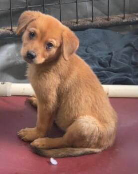 Labrador Retriever and Husky Dogs Available for Adoption in Thompson Falls, Montana - Jada | PetCurious