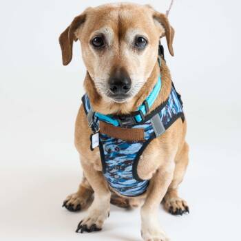 Rescue Dachshund and Terrier Dogs for Adoption in San Francisco, California - GitHub 13537 | PetCurious