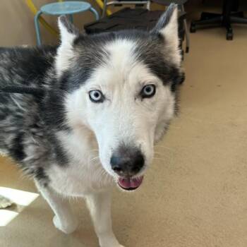 Crispin -  Siberian Husky Dog for Adoption in Walnut Creek, California - Crispin | PetCurious