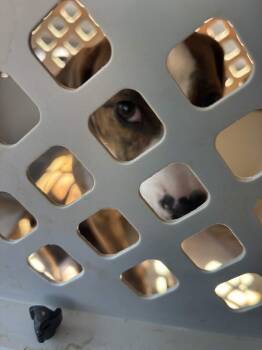 Mountain Cur Dogs Available for Adoption in Cave Spring, Virginia - Theodore | PetCurious