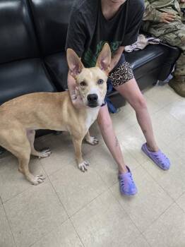 XANDER -  Carolina Dog and Mixed Breed Dog for Adoption in Killeen, Texas - XANDER | PetCurious
