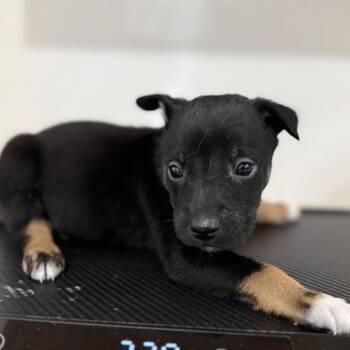Terrier and Mixed Breed Dogs Available for Adoption - Remy | PetCurious