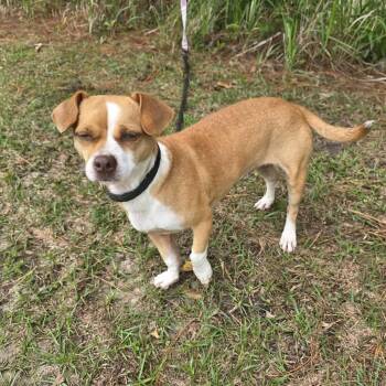 Beagle and Chihuahua Dogs Available for Adoption in Foley, Alabama - Scoobs | PetCurious