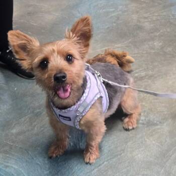 Molly -  Yorkshire Terrier Dog for Adoption in Martinsburg, West Virginia - Molly | PetCurious