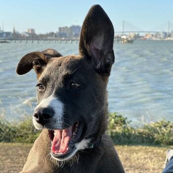 Terrier and Retriever Dogs Available for Adoption - Saffron | PetCurious