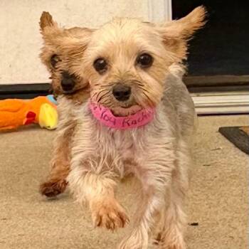 Rachel - Missouri (AG26-104) -  Yorkshire Terrier Dog for Adoption in Peyton, Colorado - Rachel - Missouri (AG26-104) | PetCurious
