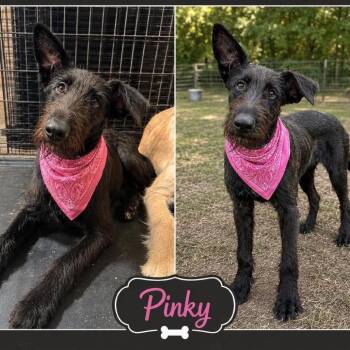 Pinky -  Scottish Deerhound and Mixed Breed Dog for Adoption in Ferndale, Michigan - Pinky | PetCurious