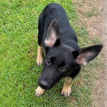 Charlene -  German Shepherd Dog and Mixed Breed Dog for Adoption in Brownsboro, Alabama - Charlene | PetCurious