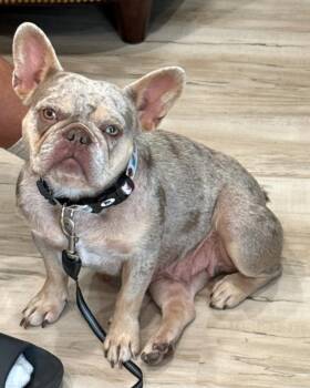 Brie -  French Bulldog Dog for Adoption in Merrillville, Indiana - Brie | PetCurious