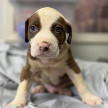 Honey Bun Breve -  Pit Bull Terrier Dog for Adoption in Columbia, South Carolina - Honey Bun Breve | PetCurious