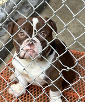 Bart -  American Bully and Bulldog Dog for Adoption in Mendham, New Jersey - Bart | PetCurious