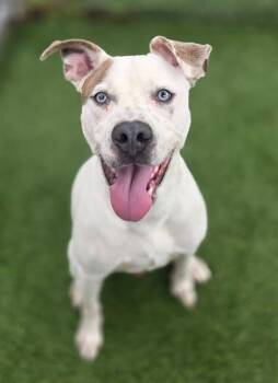RADISH -  Mixed Breed Dog for Adoption in Columbia, South Carolina - RADISH | PetCurious
