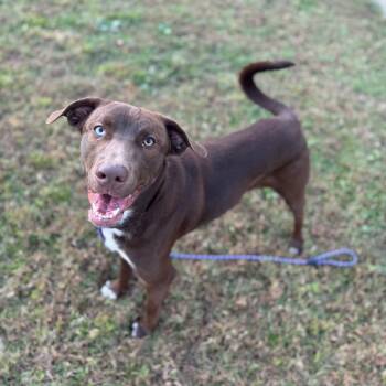 Rescue Labrador Retriever and Australian Shepherd Dogs for Adoption in Brownsboro, Alabama - Oscar | PetCurious