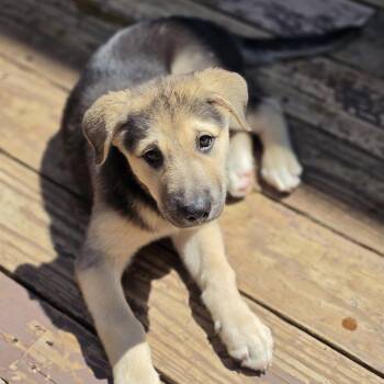 Snuffy -  German Shepherd Dog and Mixed Breed Dog for Adoption in Blairstown, New Jersey - Snuffy | PetCurious