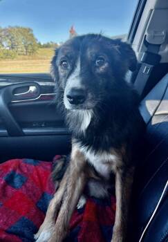 Rescue Australian Shepherd Dogs for Adoption in Shawnee, Oklahoma - Mason | PetCurious