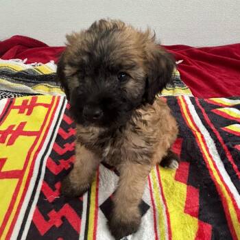 Poodle and Golden Retriever Dogs Available for Adoption in Loxahatchee Groves, Florida - Mimi 0291 | PetCurious