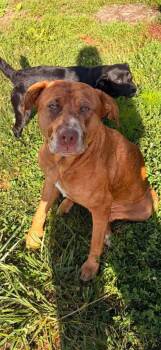 Nova -  Pit Bull Terrier Dog for Adoption in Winchester, Indiana - Nova | PetCurious