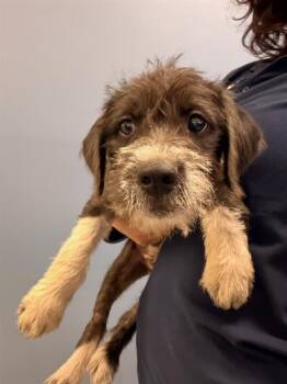 DOMINO -  German Wirehaired Pointer and Labrador Retriever Dog for Adoption in Tustin, California - DOMINO | PetCurious