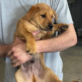 Shepherd Dogs Available for Adoption in Brookfield, Missouri - Walter | PetCurious