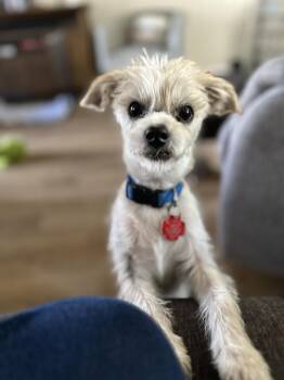 Parson Russell Terrier Dogs Available for Adoption - Yank | PetCurious