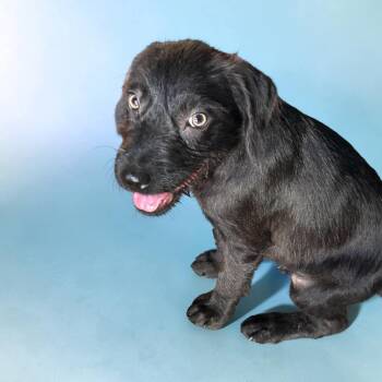 Murray -  Wirehaired Terrier Dog for Adoption in Plainfield, Connecticut - Murray | PetCurious